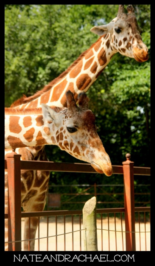 Read this before you go to the zoo with kids! Books, helpful hints, and DIY souvenirs. 