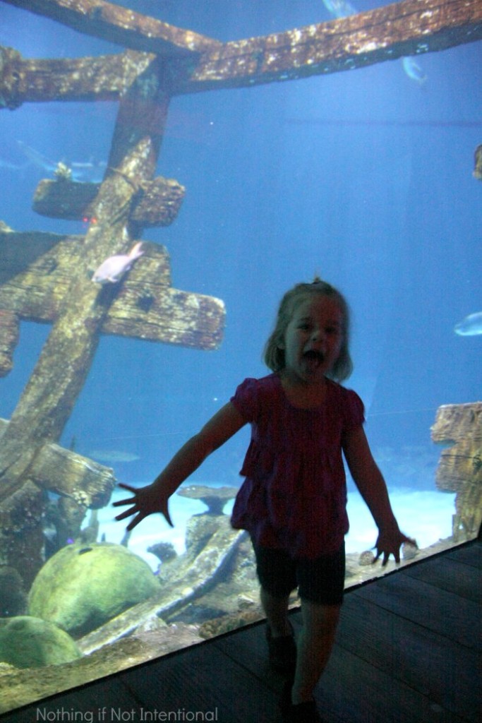 Kid-friendly Las Vegas: a trip to Shark Reef Aquarium at Mandalay Bay