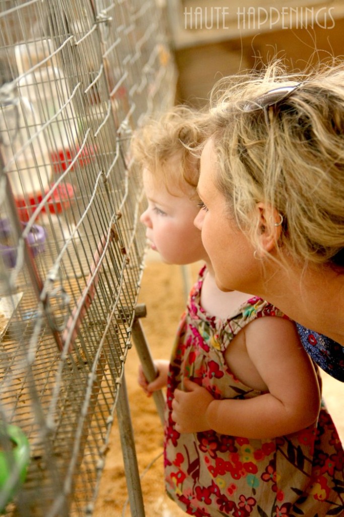 Visit the animals at the Vigo County Fair! 