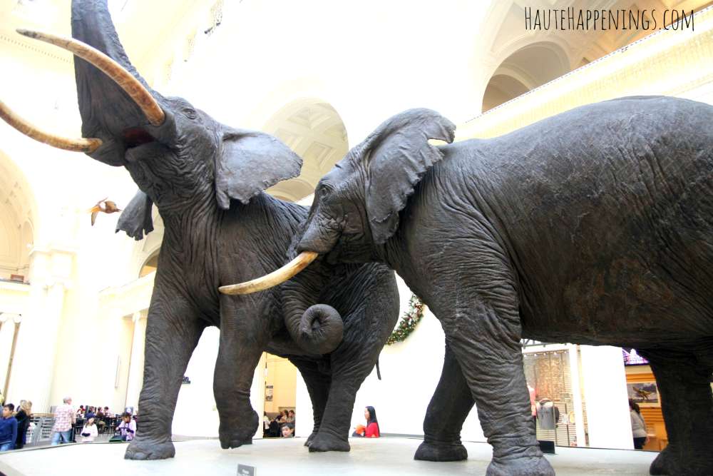 7 Reasons to Take the Kids to the Field Museum in Chicago and how to visit for FREE! 