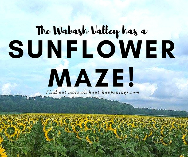 Wabash Valley Sunflower Maze