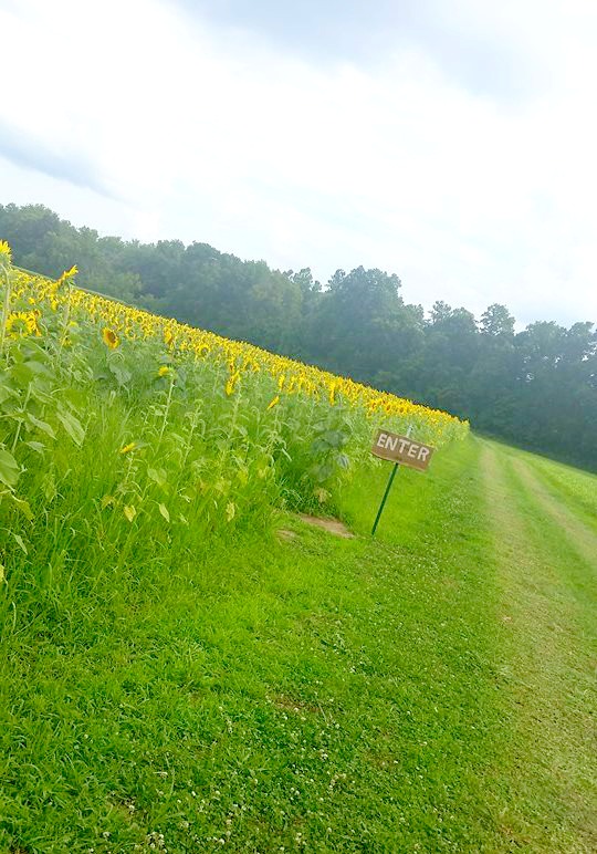 Sunflower Maze near Terre Haute, Indiana