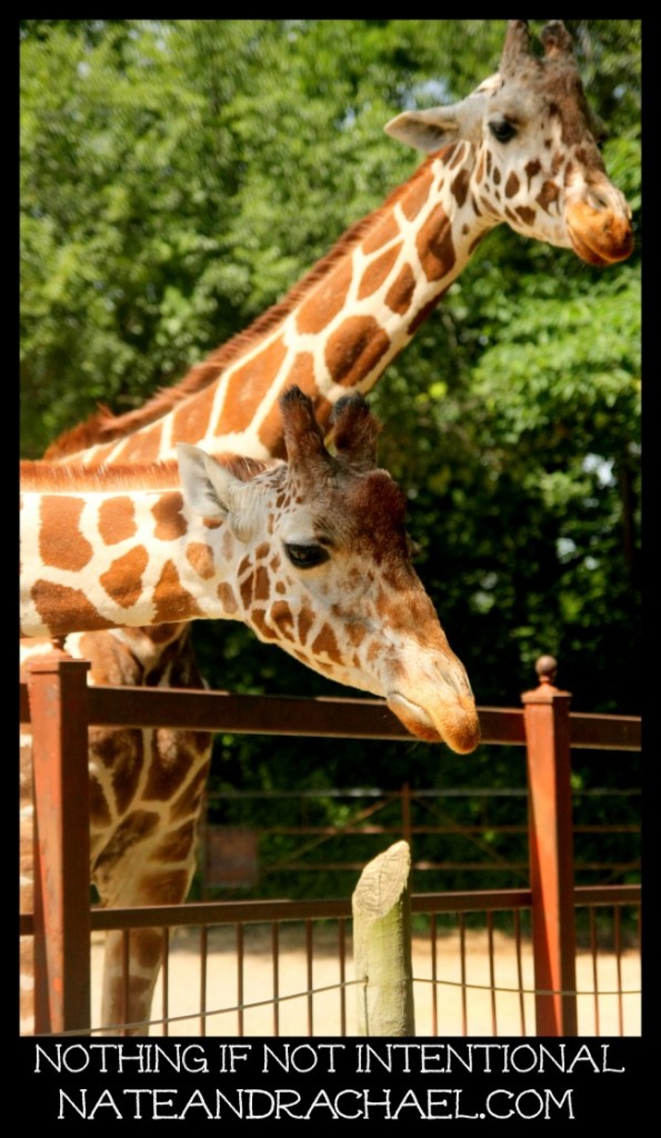 Read this before you go to the zoo with kids! Books, helpful hints, play ideas, and DIY souvenirs. 